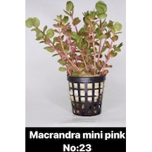 Macrandra Mini Pink No:23