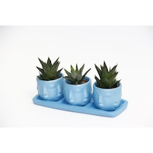 TRİO MAVİ ADLER SUKULENT SETİ - Haworthia Limifolia, Pumila