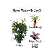 Beyaz Mandevilla Çiçeği 1 Adet Saksılı+kurdele Çiçeği-telgraf Çiçeği Hediyeli