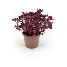 Sevgililer Gününe Özel İresine Herbtis-çingene Şalvarı Çiçeği