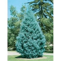 Mavi Selvi Ağacı Boy 60-100 Cm