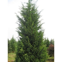 Videolu Kokulu 5 Adet Leylandi Fidanı 30-60cm Saksılı\tüplü Leyland Sapling