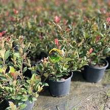 Bodur Alev Çalısı Fidanı Photinia Fraseri Nana Red Robin