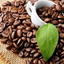 Sınırlı Stok Rabusta Kahve Fidanı Büyük Boy, Tüplü
