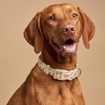 Desenli Köpek Boyun Tasması 25 Mm, Ayarlanabilir 39-55 Cm, Güçlendirilmiş Emniyet Kilitli Toka, Paslanmaz Metal D H Çok Renkli