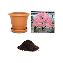 Ithal Katsura Bonsai Ağacı Tohumu Ekim Seti