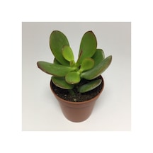 Para Ağacı Çiçeği Yeşim Bitkisi Mini Crassula Ovata 10-20 Cm