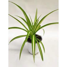 Kurdele Çiçeği 1 Adet 8,5 Saksılı Salon Çiçeği 20-30cm