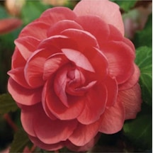 10 Adet Salmon Begonia Garden Tohumu