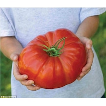 50 Adet İthal Dev Hollanda Domates Tohumu + Sebze Tohumu
