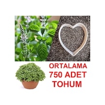 Ortalama 750 Adet Yeşil Top Reyhan Tohumu