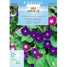 Miracle Karışık FielGRown Kahkaha Çiçeği Tohumu 10 Tohum