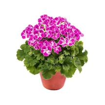 Sınırlı Stok Nadir Renkler Pinkerbell Sardunya Canan Çiçeği Fidesi 1 Adet