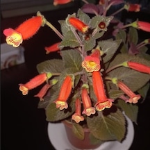 Özel Brasil Gem Kohleria Japon Küpelisi Çiçeği Fidesi Mini Potta