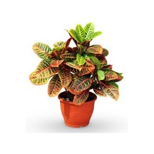 Serada Decor & Plant Serada Decor&plant Kraton Bitkisi 30 40 Cm Boy Croton Petra 13 Cm Saksı Çapı Ev Ofis Salon Bitkisi Canlı