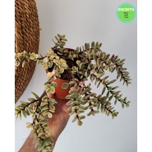 Portulacaria Afra Fil Azığı 10.5cm Saksıda 1 Adet