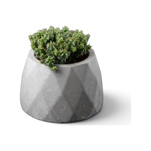 Zevli Ateliera El Yapımı Beton Saksı + Canlı Sukulent & Kaktüs Koleksiyonu Antrasit, Geo, Euphorbia Submammilla