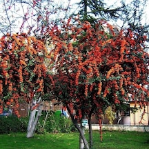 4 Adet Saksıda Ateş Dikeni pyracantha Fidanı 80-110 Cm Jmpuwx