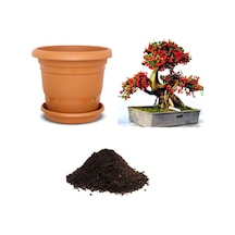 Ithal Karadut Bonsai Ağacı Tohumu Ekim Seti
