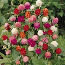 Gomphrena Globosa Karışık Renkli Medine Çiçeği Tohumu 50 Tohum
