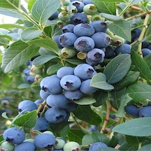 Yaban Mersini Fidanı Blueberry Bluecrop Saksıda