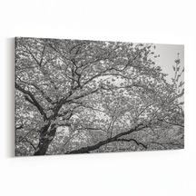 Olla 70x50 Cm 10620y Ağaç Görseli Yatay Kanvas Tablo