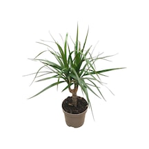 Dracaena Marginata Dragon Ağacı
