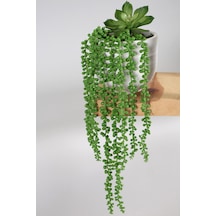 Beton Saksıda Succulentli Sarkan Tesbih Çiçeği 50 Cm Yeşil Yeşil