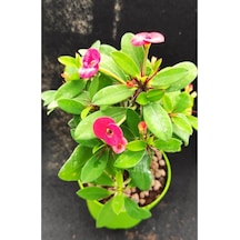 Videolu Pembe Renk Milli Dikenler Tacı Çiçeği Fidanı 15-25 Cm Saksılı Pink Euphorbia