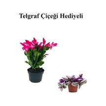 Kadınlar Gününe Özel Pembe Renk Yılbaşı Çiçeği-kaktüsü Telgraf Hediyeli