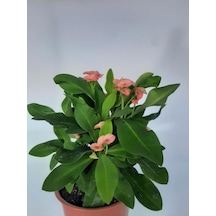 Pembe Japon Iğnesi Dikenler Tacı Euphorbia Milii Fidanı 10-20 Cm