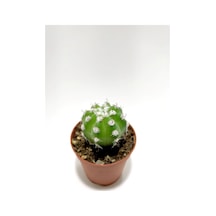 Serada Decor Plant Echinopsis Subdenudata Kaktüs