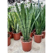 Yeşil Kılıç Çiçeği Fidanı 10-20 Cm