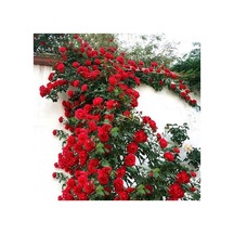 Sarmaşık Kırmızı Gül Fidanı