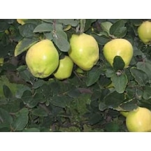 5 Yaş Saksıda Eşme Ayva Fidanı Boy 150-200cm