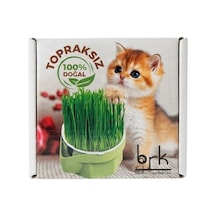 Brk Topraksız Doğal Kedi Çimi