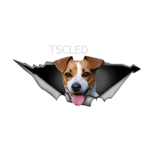 Jack Russell Köpek Sticker Yapıştırması Oto Sticker