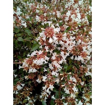 "abelya Çiçeği Fidanı - Abelia, Hoş Kokulu Ve Estetik Çalı Bitkis