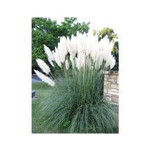 Beyaz Pampas Saz Çiçeği Fidanı Saksılı 60-80 Cm Bahçe Bitkisi Pampas Diğer