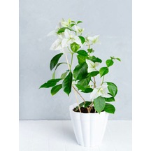 Videolu Beyaz Begonvil Sarmaşığı 60-90 Cm 1 Adet Saksılı Çiçekli Bahçe Teras Bitkisi Bougainvillea