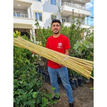 Bambu Fidan Bitki Destek Çubuğu 20 Adet 170 Cm