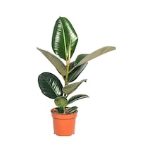 Yeşil Parlak Yapraklı Kauçuk Çiçeği 1 Adet Saksılı 20-45cm Ficus Elastica