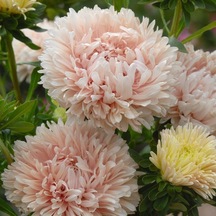 Pompon White Marble Crimson Aster Çiçeği Tohumu 50 Tohum