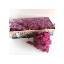 Trend Bahçe Mürdüm Şoklanmış Reindermoss Teraryum Yosunu 50 G