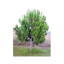 Rüzgarbotanik Fıstık Çamı Fidanı 40Cmm- 60Cm