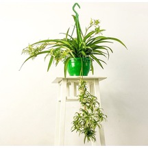 Kurdele Çiçeği Askılı Saksıda Chlorophytum Comosum ''air Fresh Bitkisi''
