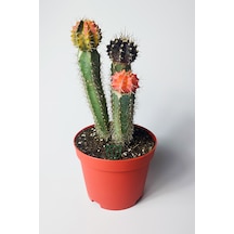 Karışık Renklerde 3 Lü Grafted Kaktüs Koleksiyonluk 15-20 Cm