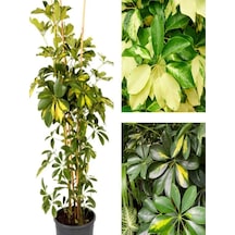 Videolu 1 Adet Alacalı Şeflera Çiçeği Bitkisi 100 Cm Saksılı Iç Mekan Bitkisi Schefflera