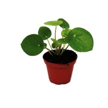 Orta Boy Çin Pilea Para Çiçeği 10-20 Cm