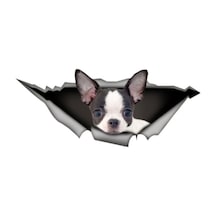 Chihuahua Cins Köpek Sticker Yapıştırması